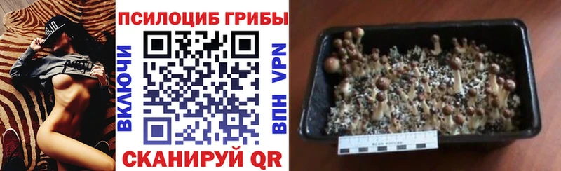 Псилоцибиновые грибы Psilocybine cubensis  как найти закладки  Навашино 