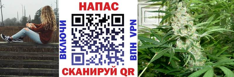 Канабис сатива  Навашино 